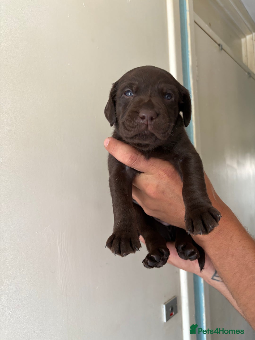 Labrador Retriever dogs for sale: Labrador puppies for sale Kent - Image 15