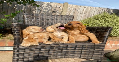 Cocker Spaniel dogs - Advert 10