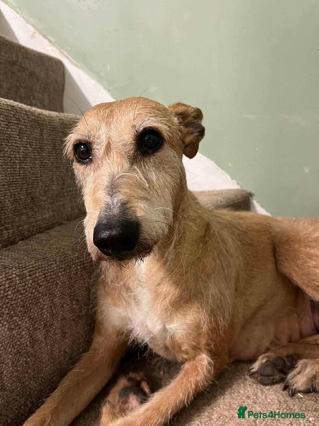 Mixed Breed dogs for sale: Gorgeous lurcher puppies - Advert 2