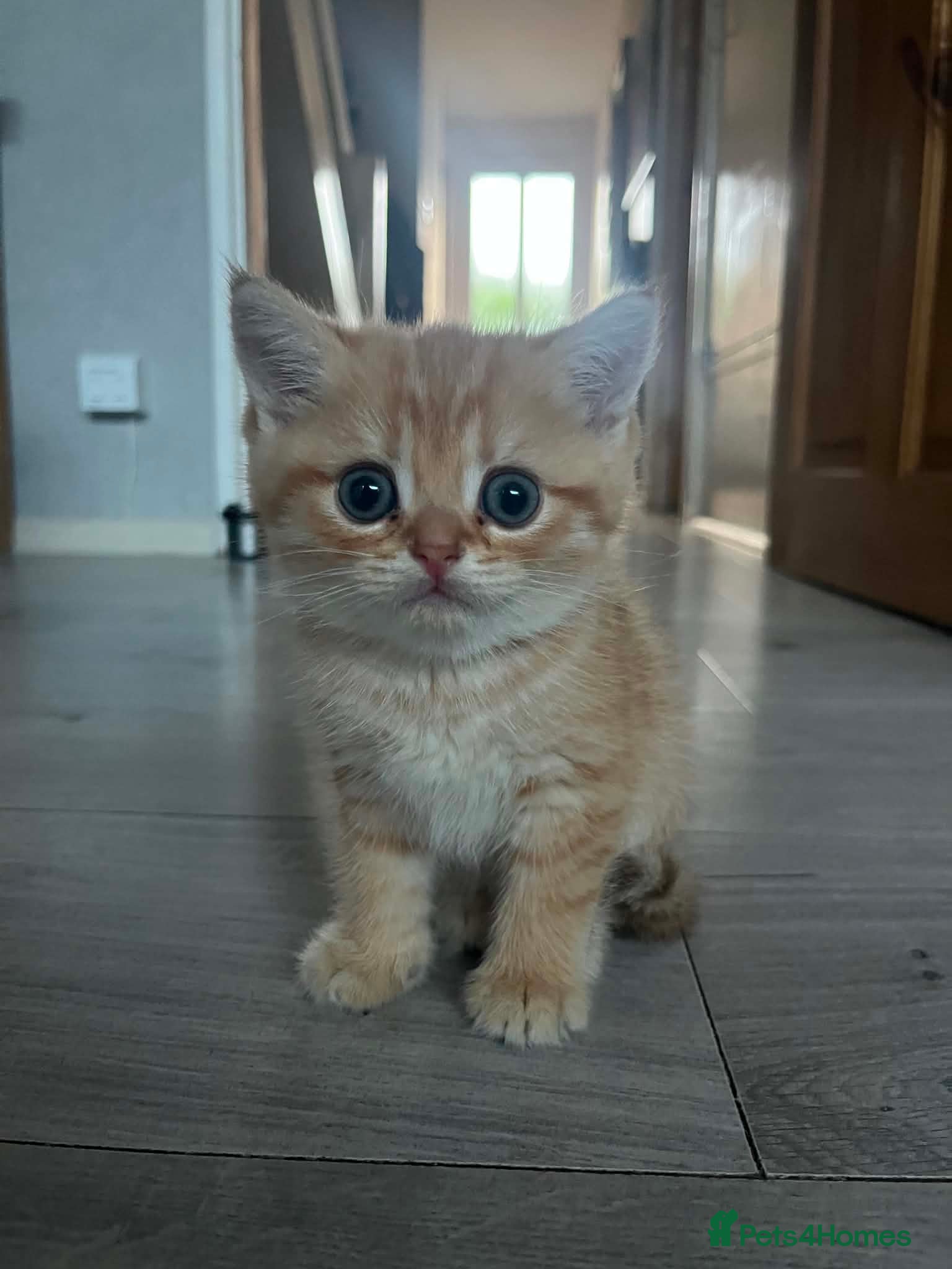 British Shorthair cats Beautiful British Shorthair Kittens for Sale  - Advert 6