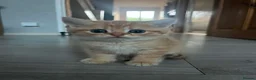 British Shorthair cats for sale: There's only one wonderful kitten left.  Sale  - Advert 3