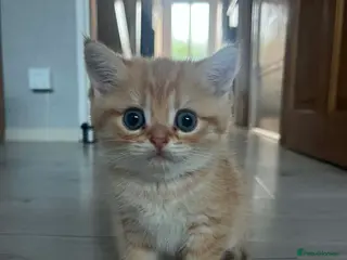 British Shorthair cats Beautiful British Shorthair Kittens for Sale - Advert 6