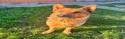 German Shepherd dogs for sale:  German Shepherd Male in search of 5* rural home - Advert 4