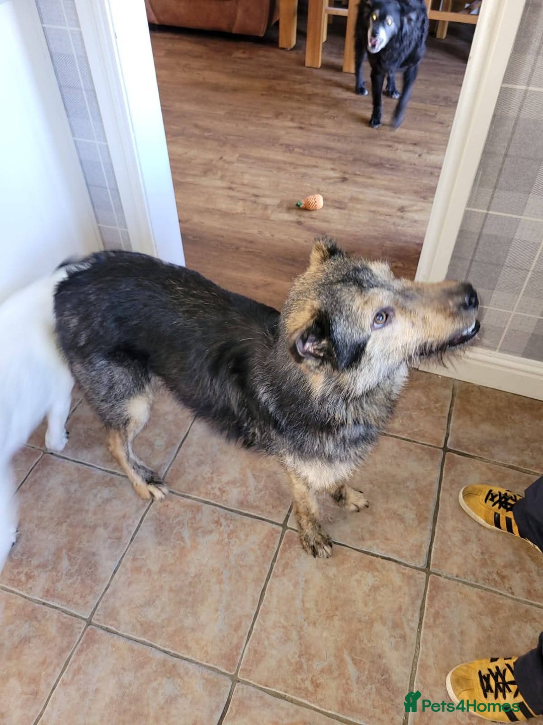 Mixed Breed dogs for adoption: Meet Alfie, currently residing in Buckinghamshire  - Advert 4