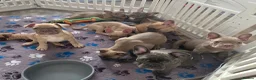Frug dogs for sale:  Stunning Frug puppies  - Advert 7