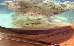 Mollies fish for sale: Baby Mollies - Image 1