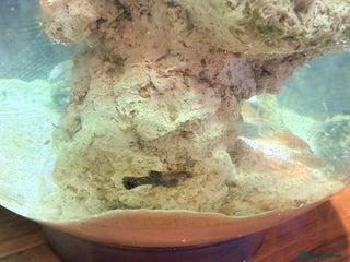 Mollies fish Baby Mollies - Advert 12