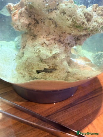 Mollies fish - Advert 1