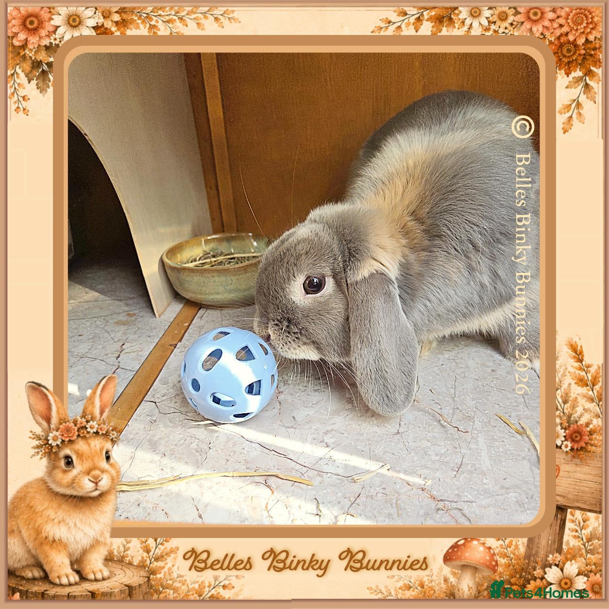 Mini Lop rabbits 🌷Storm🌷20mth old Mini Lop Boy - Advert 1