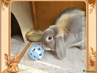Mini Lop rabbits 🌷Storm🌷20mth old Mini Lop Boy - Advert 1