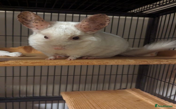 Chinchilla rodents - Advert 2