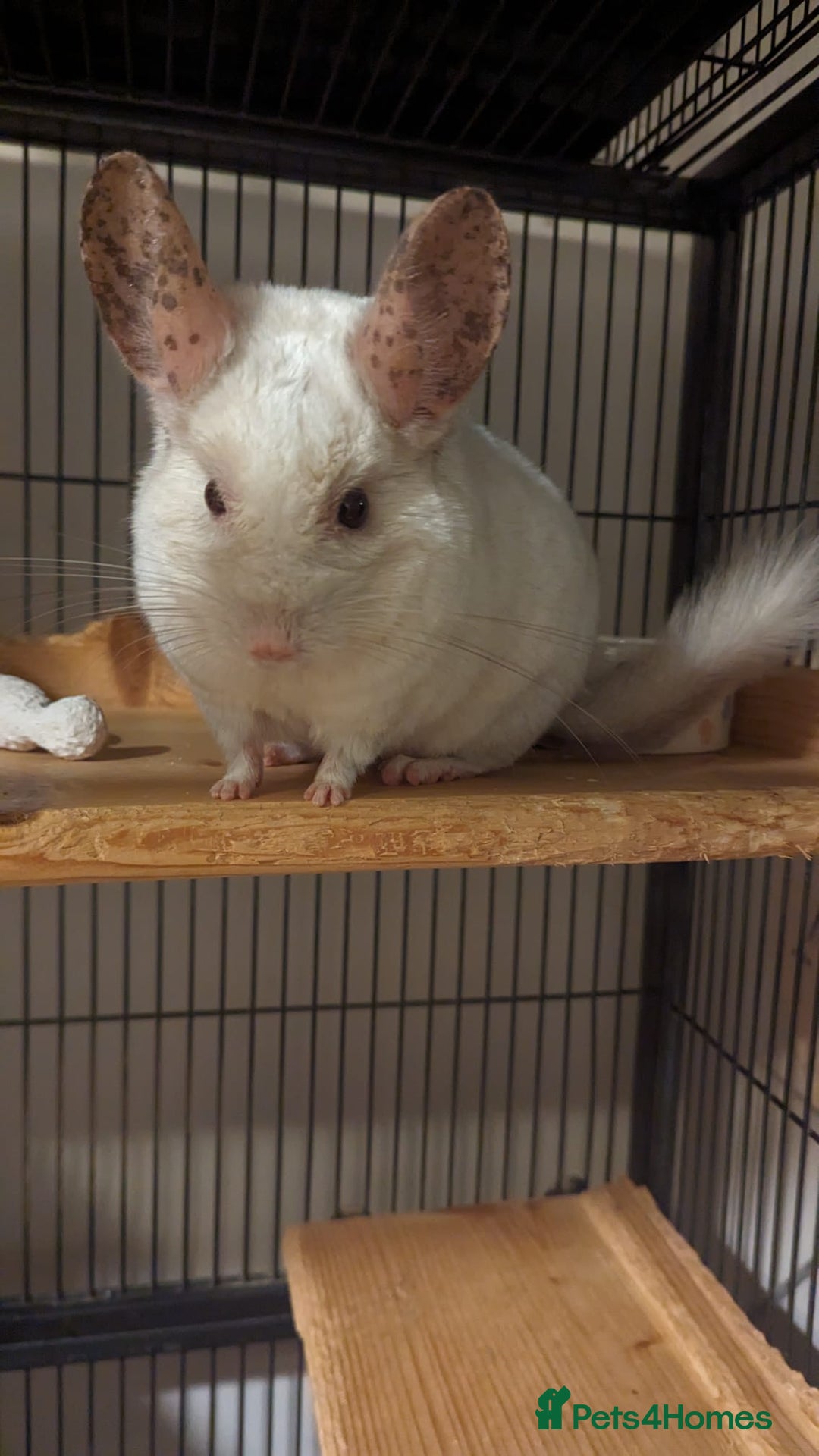Chinchilla rodents for sale: Chinchilla  - Image 1