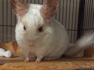 Chinchilla rodents - Advert 5