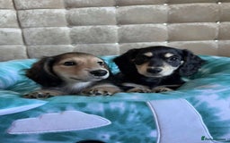 Dachshund dogs for sale: Miniature dachshund puppies  - Image 4