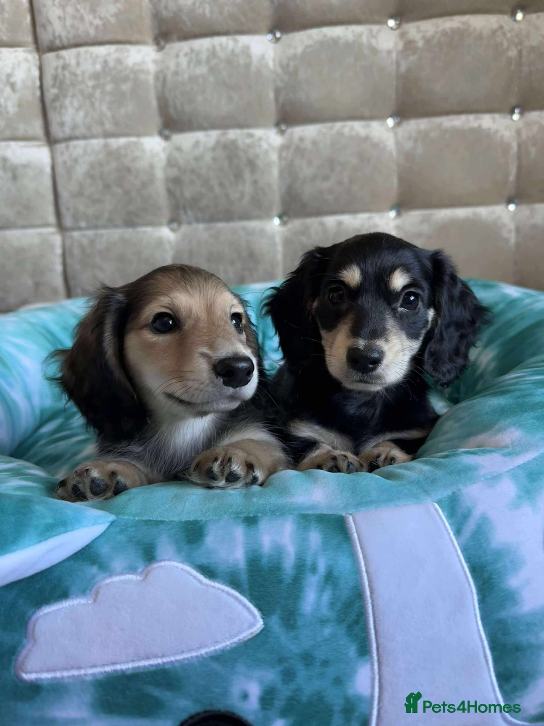 Dachshund dogs for sale: Miniature dachshund puppies  - Image 4