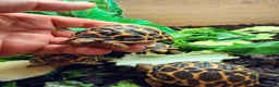 Tortoise reptiles for sale: Indian star tortoise  - Advert 3