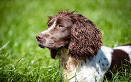 English Springer Spaniel dogs for sale: HEALTH TESTED liver & white springer spaniels  - Image 8