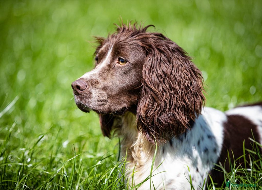 English Springer Spaniel dogs for sale: HEALTH TESTED liver & white springer spaniels  - Image 8