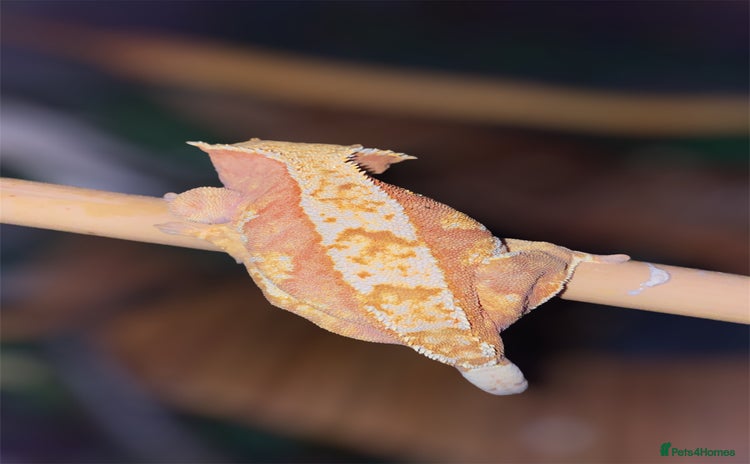 Gecko reptiles - Advert 3