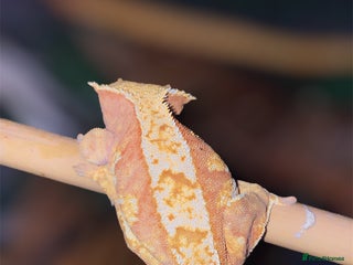 Gecko reptiles Stunning Red/Pink Harlequin Female Crested Gecko - Advert 2