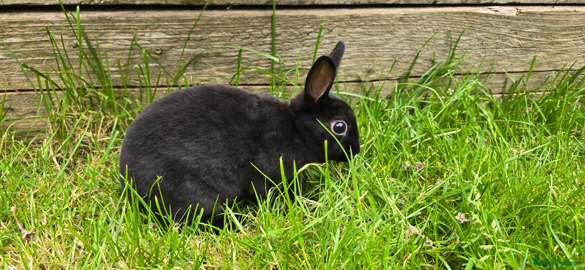 Rex rabbits for sale: 1 Mini rex buck - Advert 3
