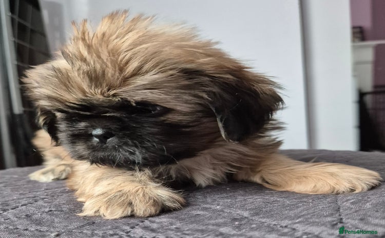 Shih Tzu dogs - Advert 4