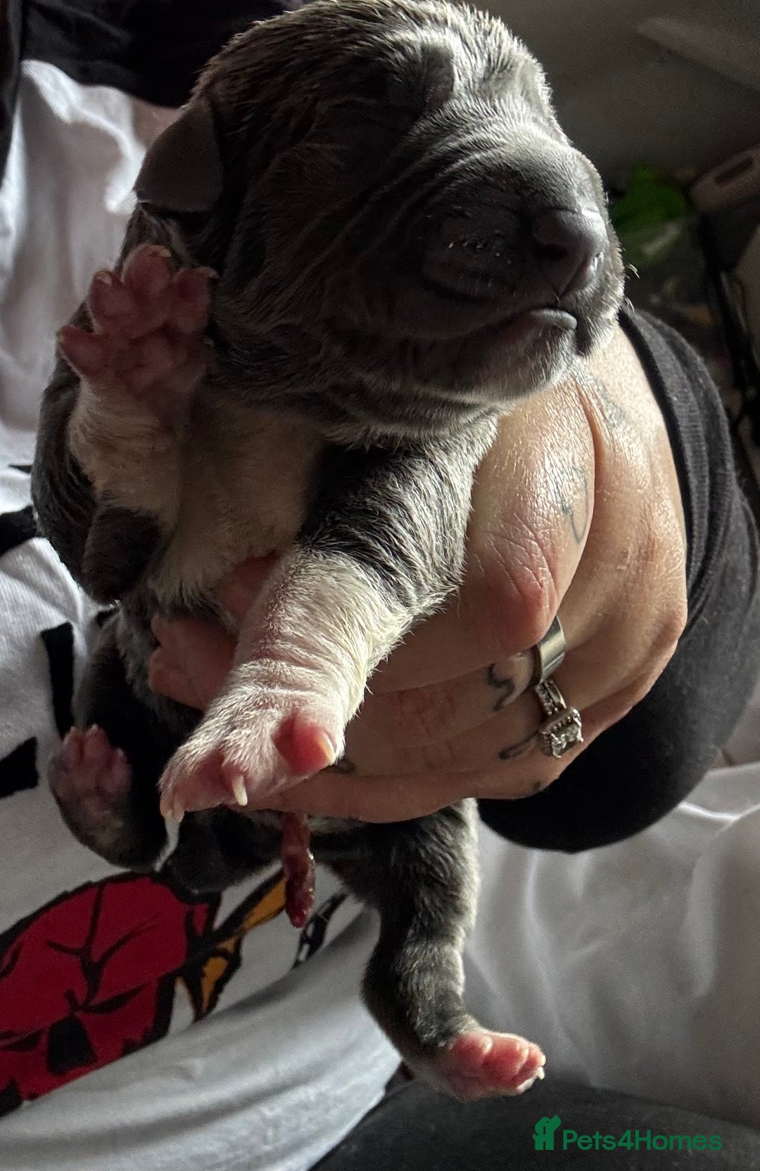 Cane Corso dogs for sale: Beautiful rare cane corso with white legs  - Advert 3