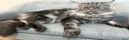 Maine Coon cats for stud: Beautiful main coon stud muffin in Smethwick - Advert 10