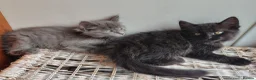 Mixed Breed cats for sale: 4 Fluffy domestic longhair kittens in Maidenhead - Advert 8
