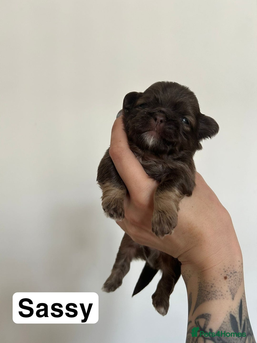 Shih Tzu dogs for sale: Stunning kc imperial shih tzus - Image 5