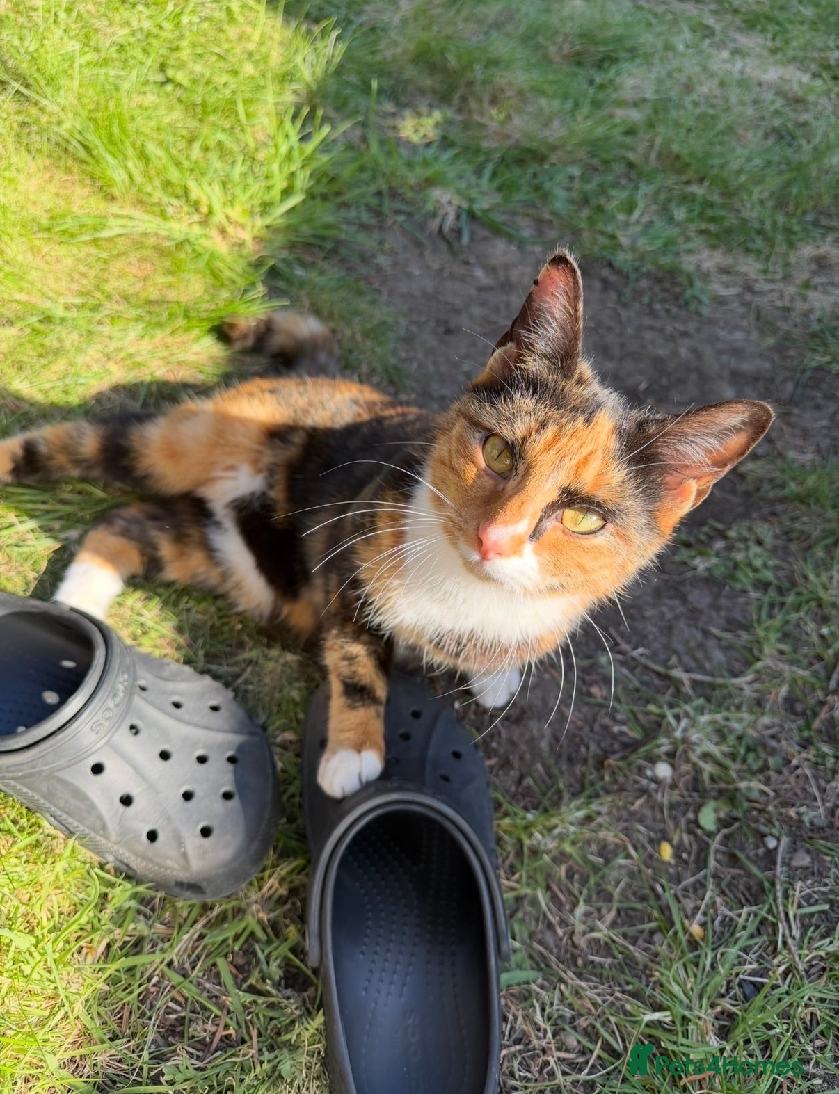 Mixed Breed cats Rehoming a cat - Advert 1