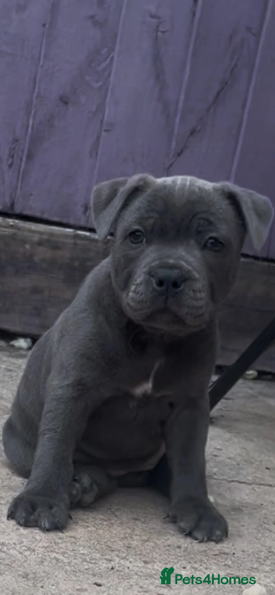 Staffordshire Bull Terrier dogs for sale: 1 little girl pedigree full of 20 champions  - Advert 2
