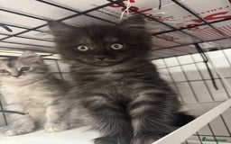 Maine Coon cats for sale: Maincoon Kitten For Sale - Image 2