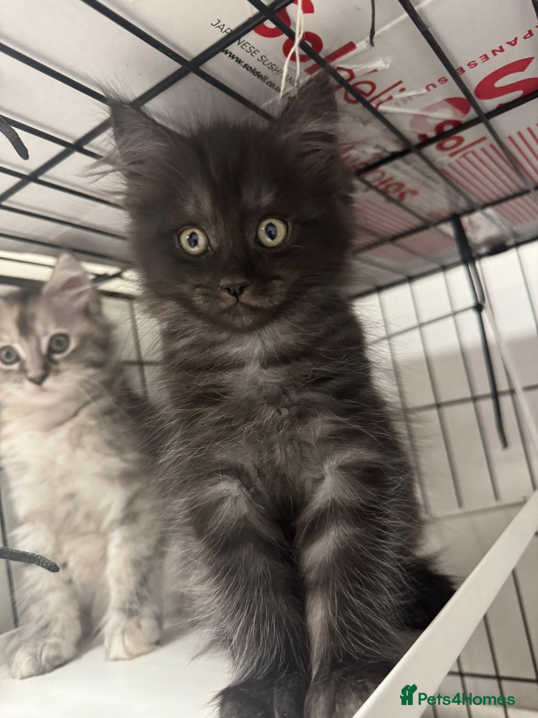 Maine Coon cats for sale: Maincoon Kitten For Sale - Image 2