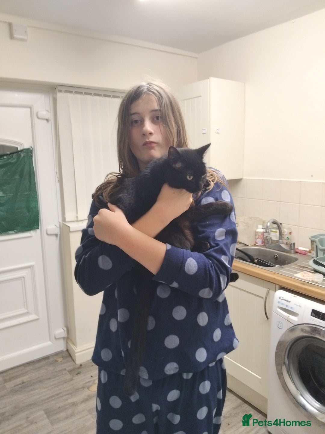 Mixed Breed cats for sale: Mixed breed kitten - Advert 5