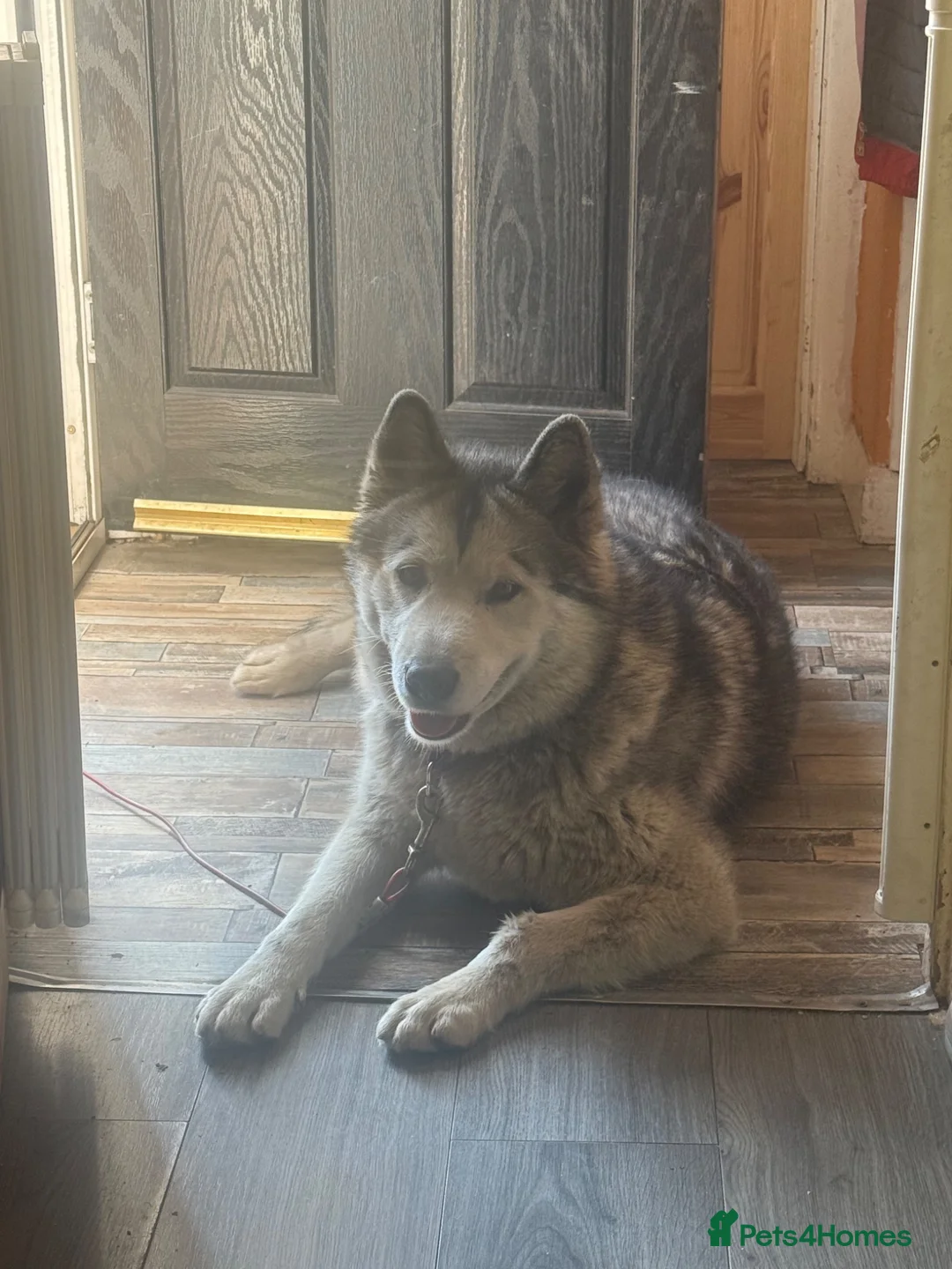 Alaskan Malamute dogs for stud: Female alaskan malmute for stud in Leeds - Advert 1