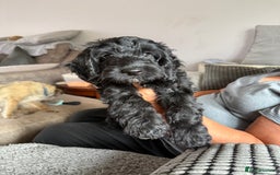 Cockapoo dogs for sale:  F2 Cockerpoo Puppies Ready Now - Image 4