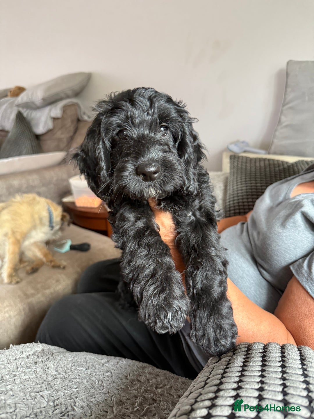 Cockapoo dogs for sale:  F2 Cockerpoo Puppies Ready Now - Image 4