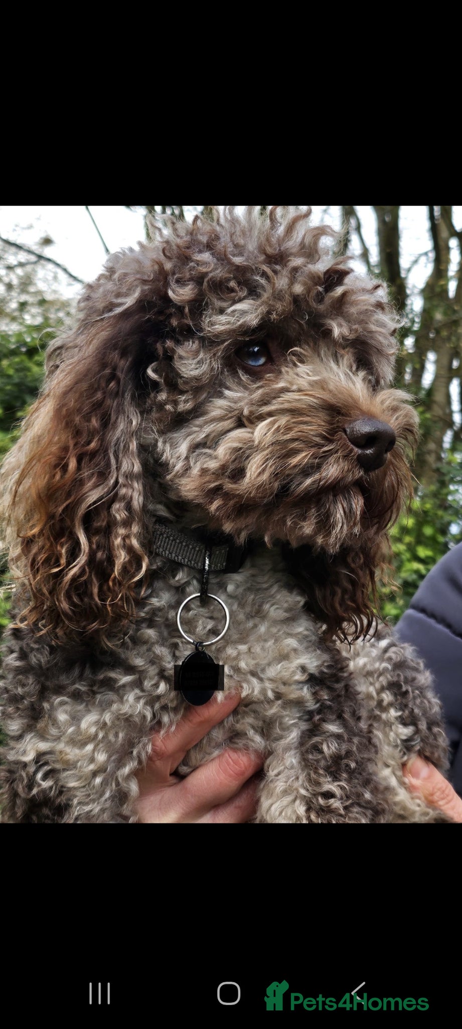 Cockapoo dogs Cockapoo stud F1b chocolate merle, health tested  - Advert 18