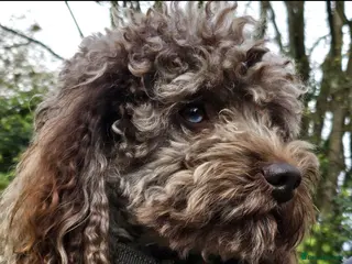 Cockapoo dogs Cockapoo stud F1b chocolate merle, health tested - Advert 2