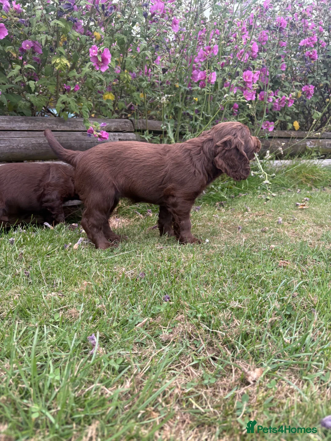 Cocker Spaniel dogs for sale: Cute cocker spaniel babies  in Newport - Advert 18