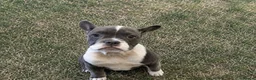 Mixed Breed dogs for sale: French Bulldog cross puppies  in London - Advert 2