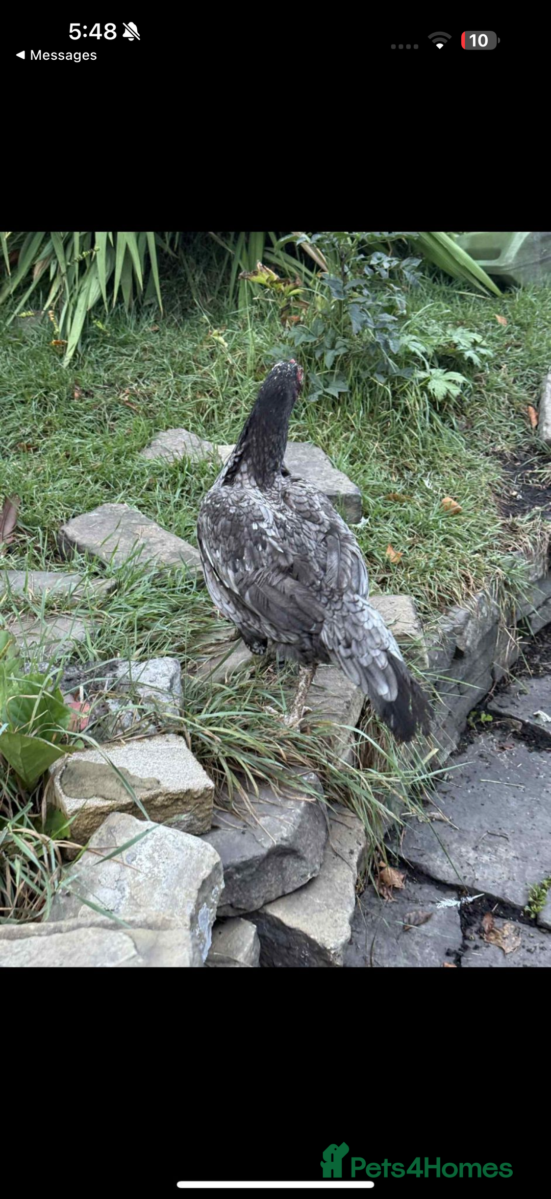 Chickens poultry for sale: Aseel rooster hens mianwali begum cheena saleta - Image 13