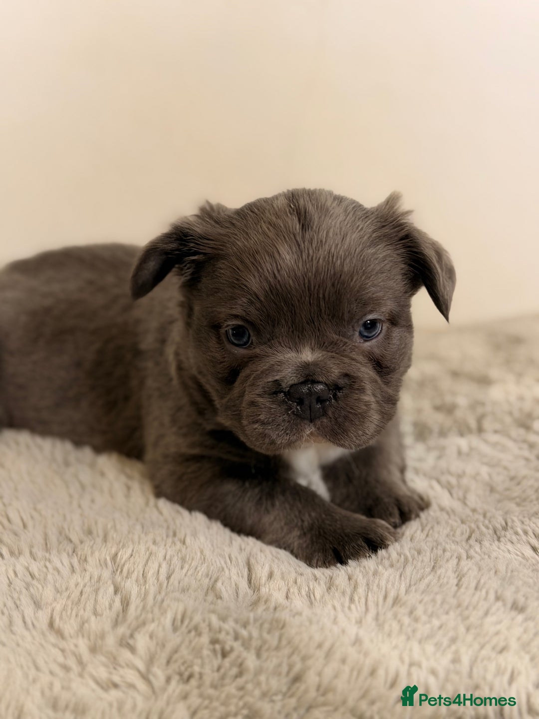 French Bulldog dogs for sale: Full visual outstanding fluffy frenchies - Advert 8