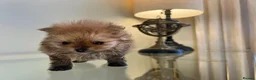 Pomeranian dogs for sale: Pomempire KC Pomeranian – Orange Teddy Bear Boy - Advert 20