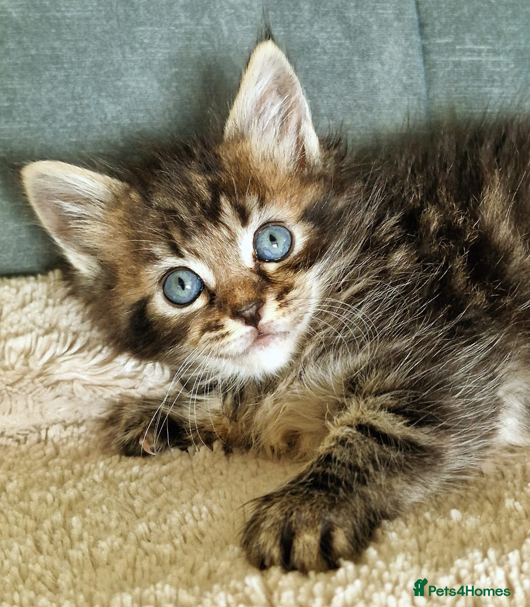 Ragcoon cats Ragcoon (Ragdoll x Maine Coon) Kittens  - Advert 4