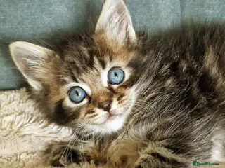 Ragcoon cats Ragcoon (Ragdoll x Maine Coon) Kittens - Advert 4