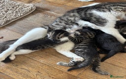 British Shorthair cats for sale: Cute kittens  - Image 10