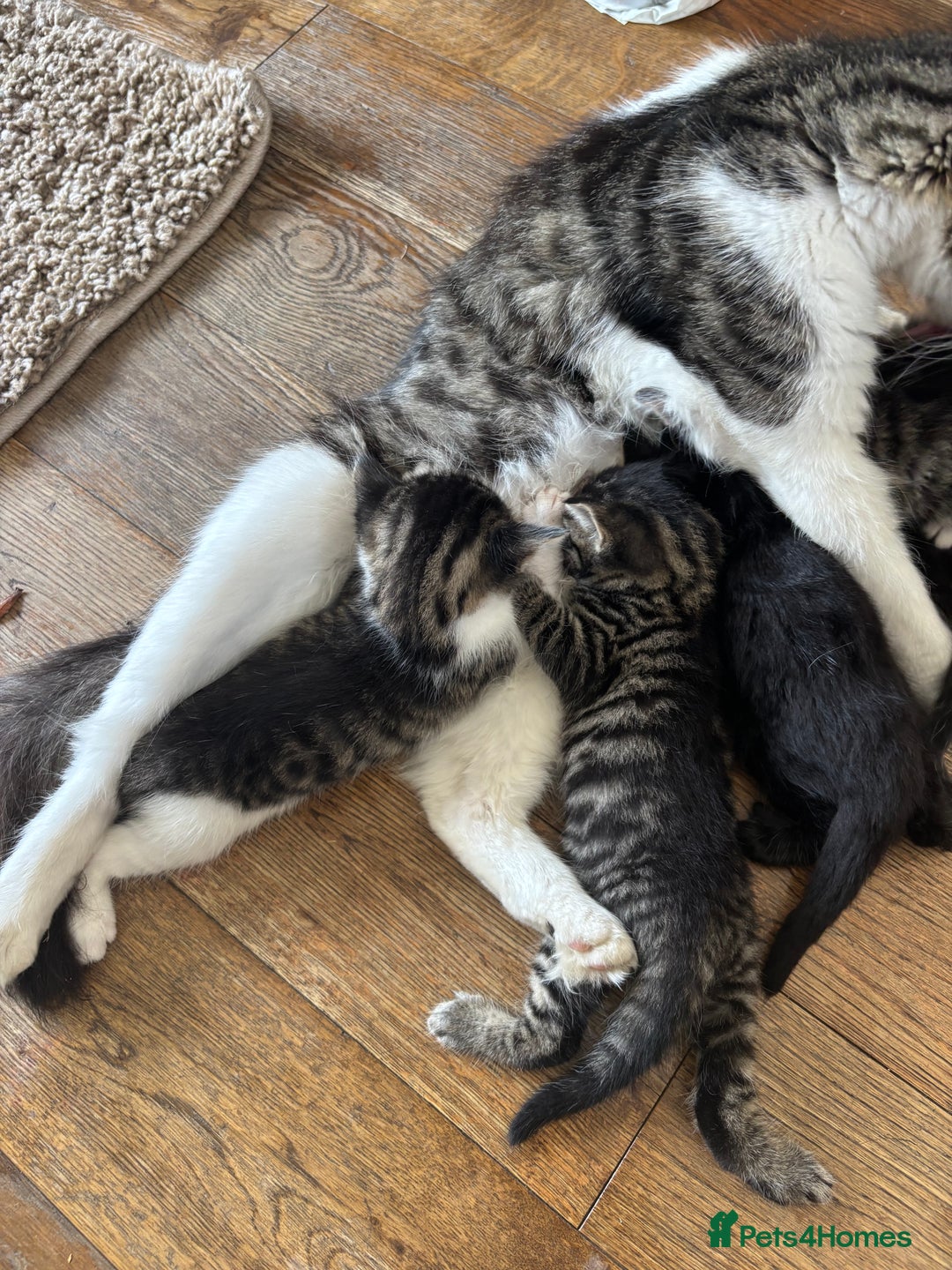 British Shorthair cats for sale: Cute kittens  - Image 10