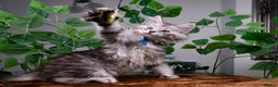 Maine Coon cats for sale: 8 STUNNING PEDIGREE TICA REG MAINE COON KITTENS - Advert 18